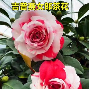 吉普赛女郎茶花树苗冬季开花阳台庭院盆栽易养木本精品苗正宗对版