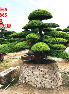 造型树别墅庭院户外景观