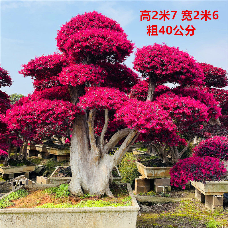 红花继木造型树古桩造型树红花檵木老桩别墅庭院景观树风景树开花