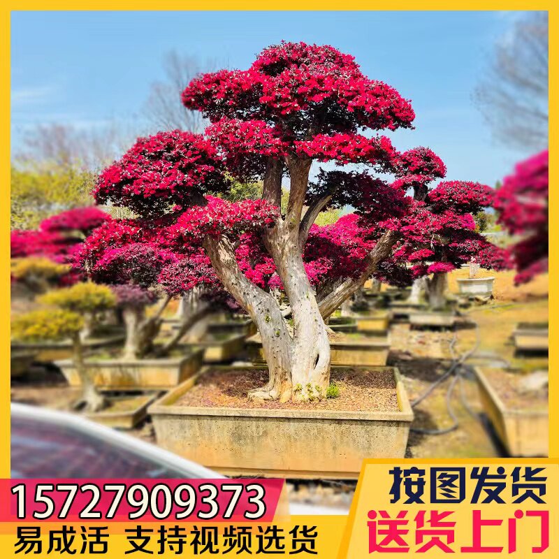 户外大型庭院实物发货红花继木