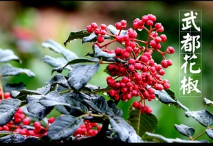 甘肃陇南大红袍花椒特产特级包邮500g食用特麻调料新鲜武都优质