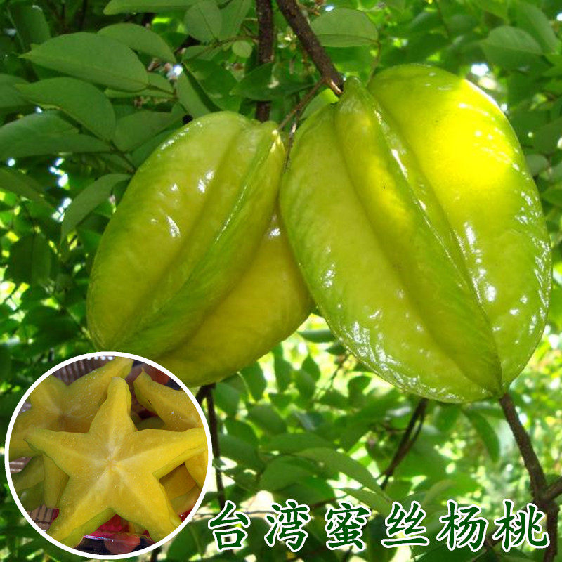 马来西亚甜杨桃苗 甜 2年苗 水果新鲜甜杨桃果树苗花卉 树苗 生鲜|msdalam kategori daging perikanan/Buah-buahan segar dan sayur-sayuran/dimasak, buah-buahan segar, Yang Tao - dari Buy2taobao.com untuk memberikan perkhidmatan ejen Taobao profesional membeli