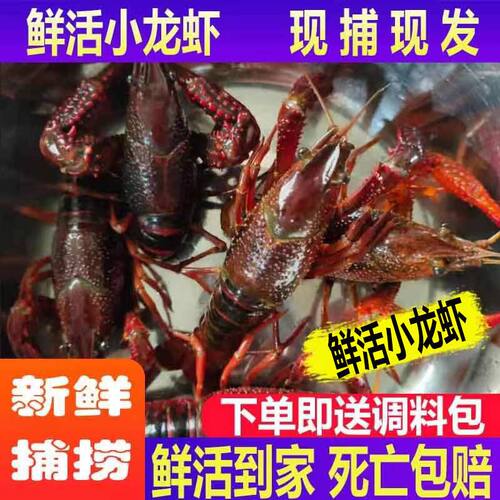 江苏盱眙清水小龙虾鲜活3斤装456钱活体青壳虾红头虾
