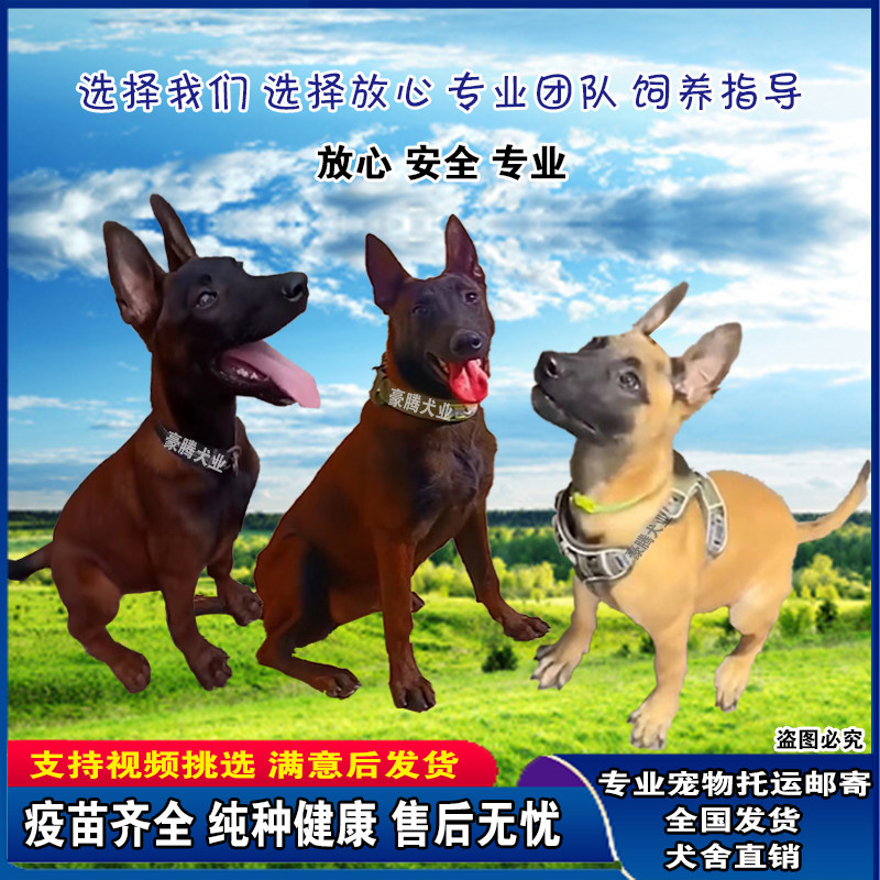 马犬幼犬纯种爆红马犬警犬军犬比利时马犬猎犬看家护院犬活体宠物