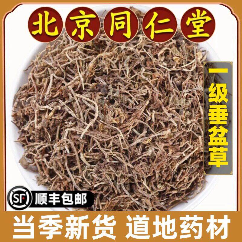 北京同仁堂正品垂盆草中药材垂盆草干垂盆草野生锤盆草干货泡茶水