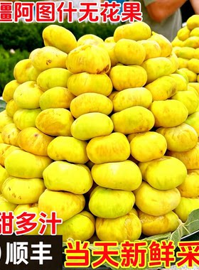 新疆无花果阿图什早黄树上糖包子