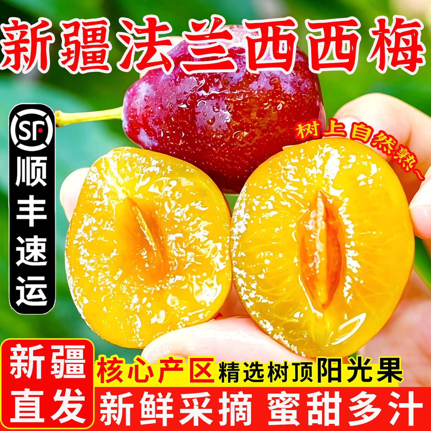新疆西梅新鲜水果法兰西小西梅孕妇新鲜水果当季新疆现摘空运包邮
