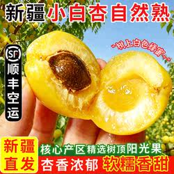 新疆轮台小白杏新鲜现摘当季水果库车小白杏甜杏产地直发顺丰包邮