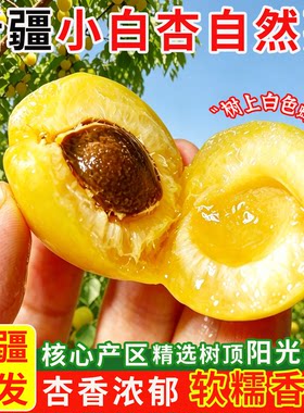 新疆轮台小白杏现摘现发当季鲜果
