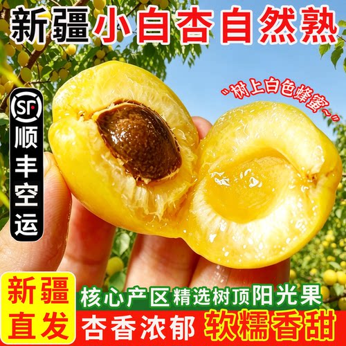新疆轮台小白杏现摘现发当季鲜果