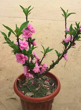 观赏桃花寿星桃苗重瓣桃花寿心桃盆栽盆景桃树苗室外阳台植物