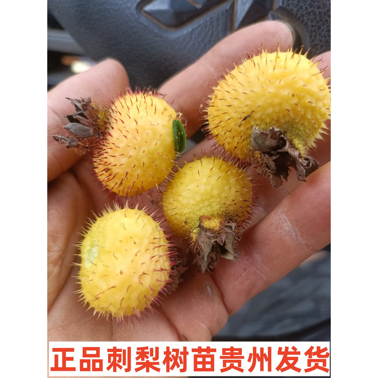 刺梨树苗贵州无籽树苗金刺梨有籽个大容易成活包邮