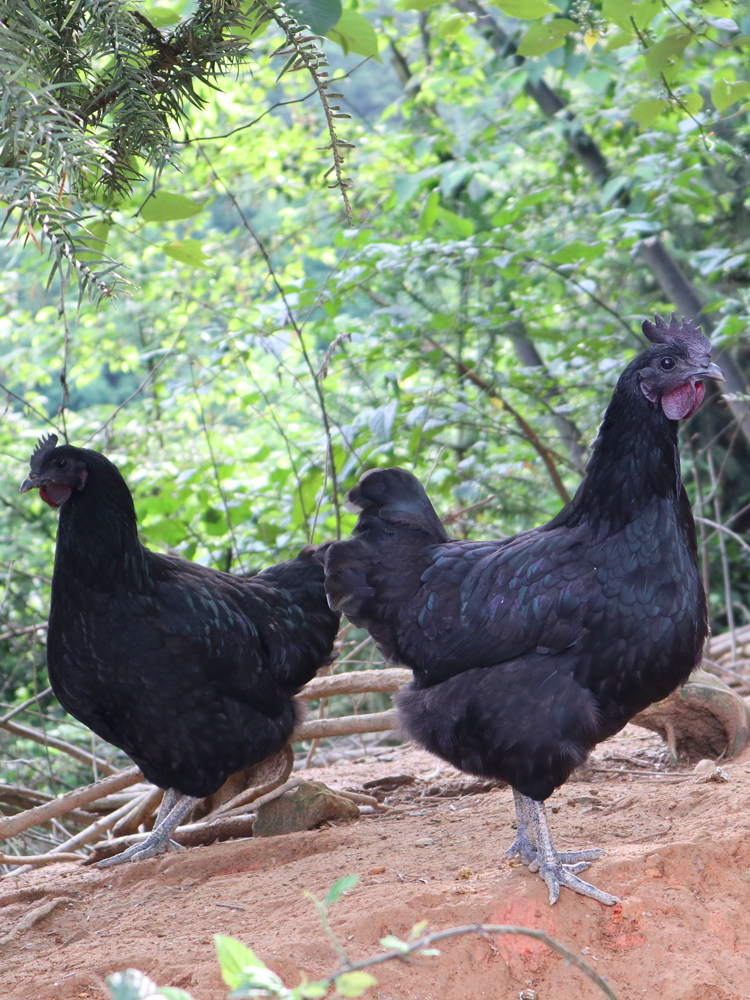 乌鸡新鲜现杀土鸡农家散养正宗五黑鸡老母鸡乌骨鸡