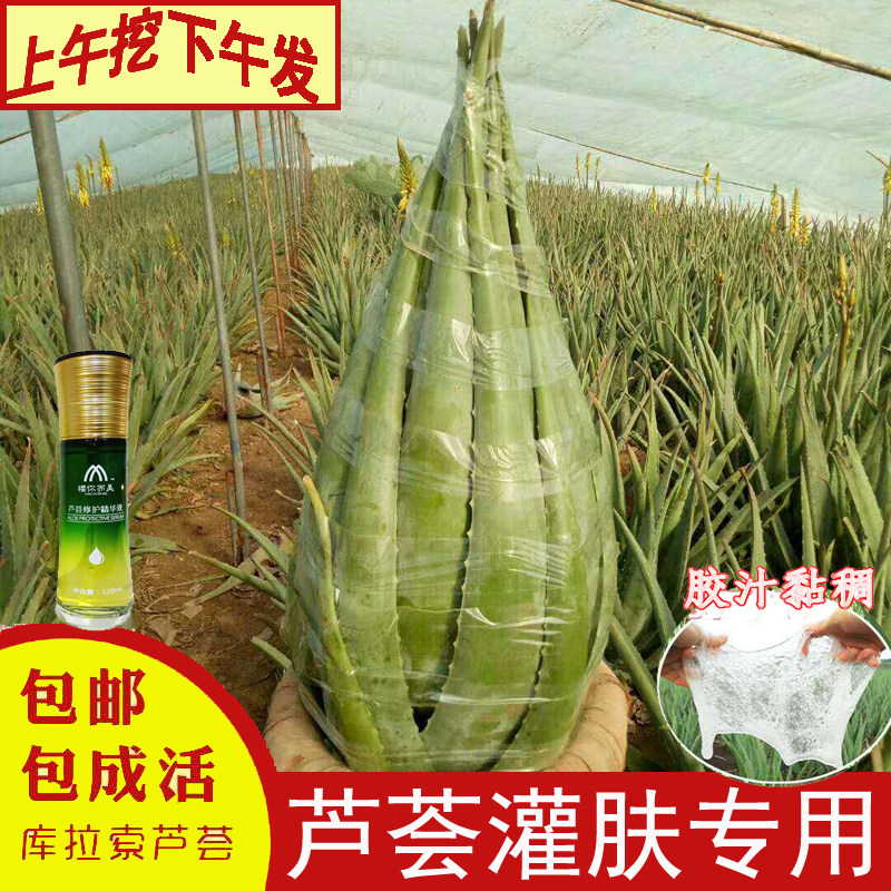 美国美容院灌肤纳豆牛奶芦荟盆栽