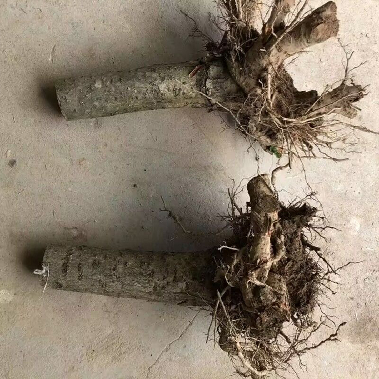 正宗桂花树苗北方耐寒庭院地栽