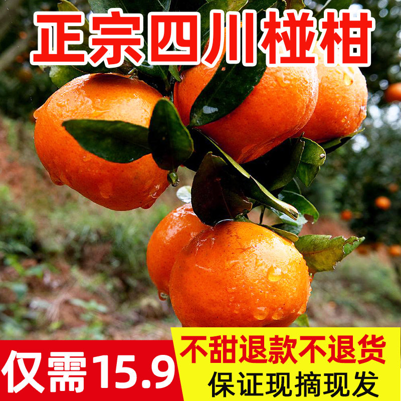 现摘四川椪柑关注立减10元