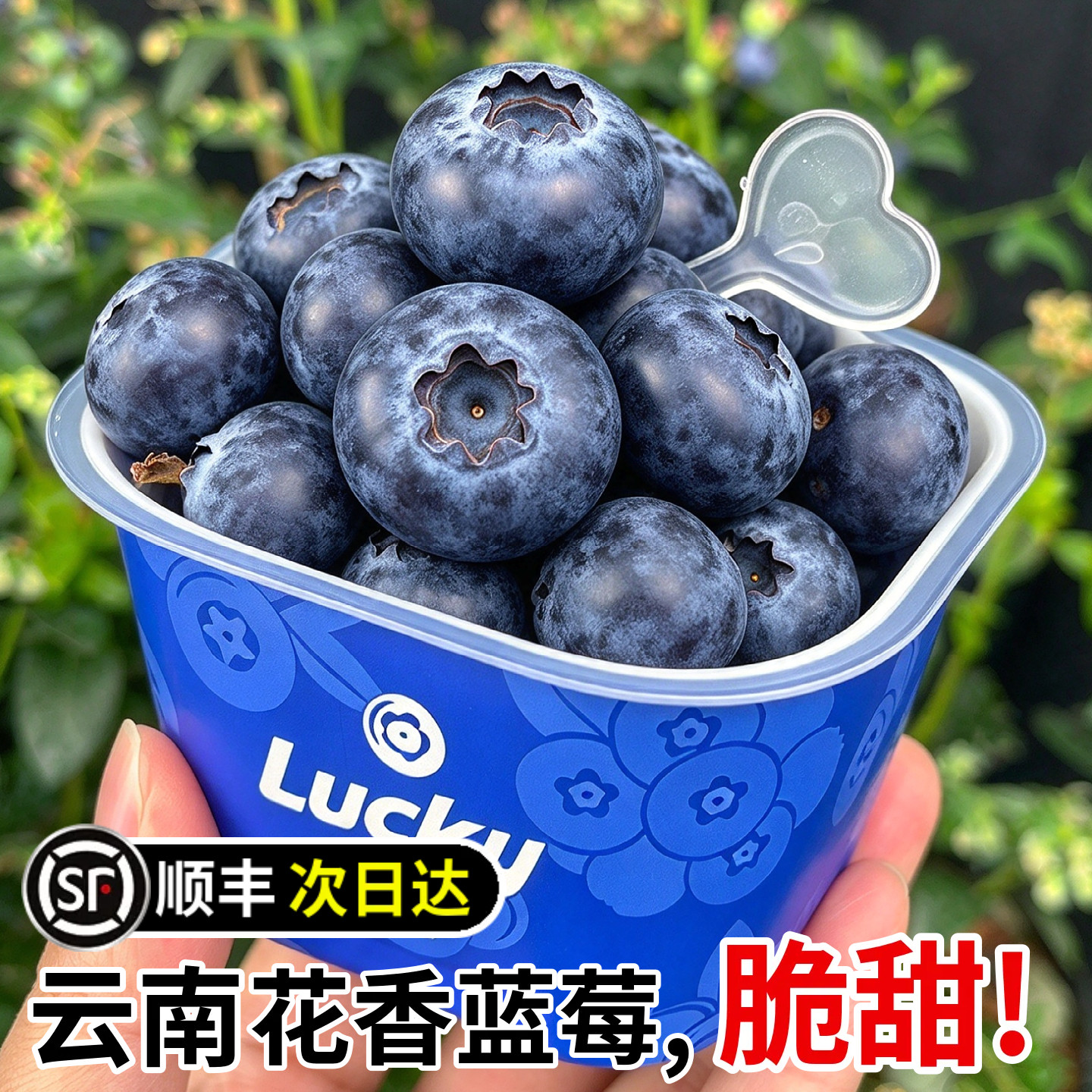 【24小时内发货】云南花香蓝莓鲜果脆纯甜新鲜水果孕妇礼盒桶装