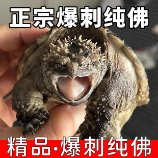 爆刺纯佛鳄龟活体小鳄龟凶猛原种黑佛鳄龟杂佛鳄龟宠物观赏小乌龟