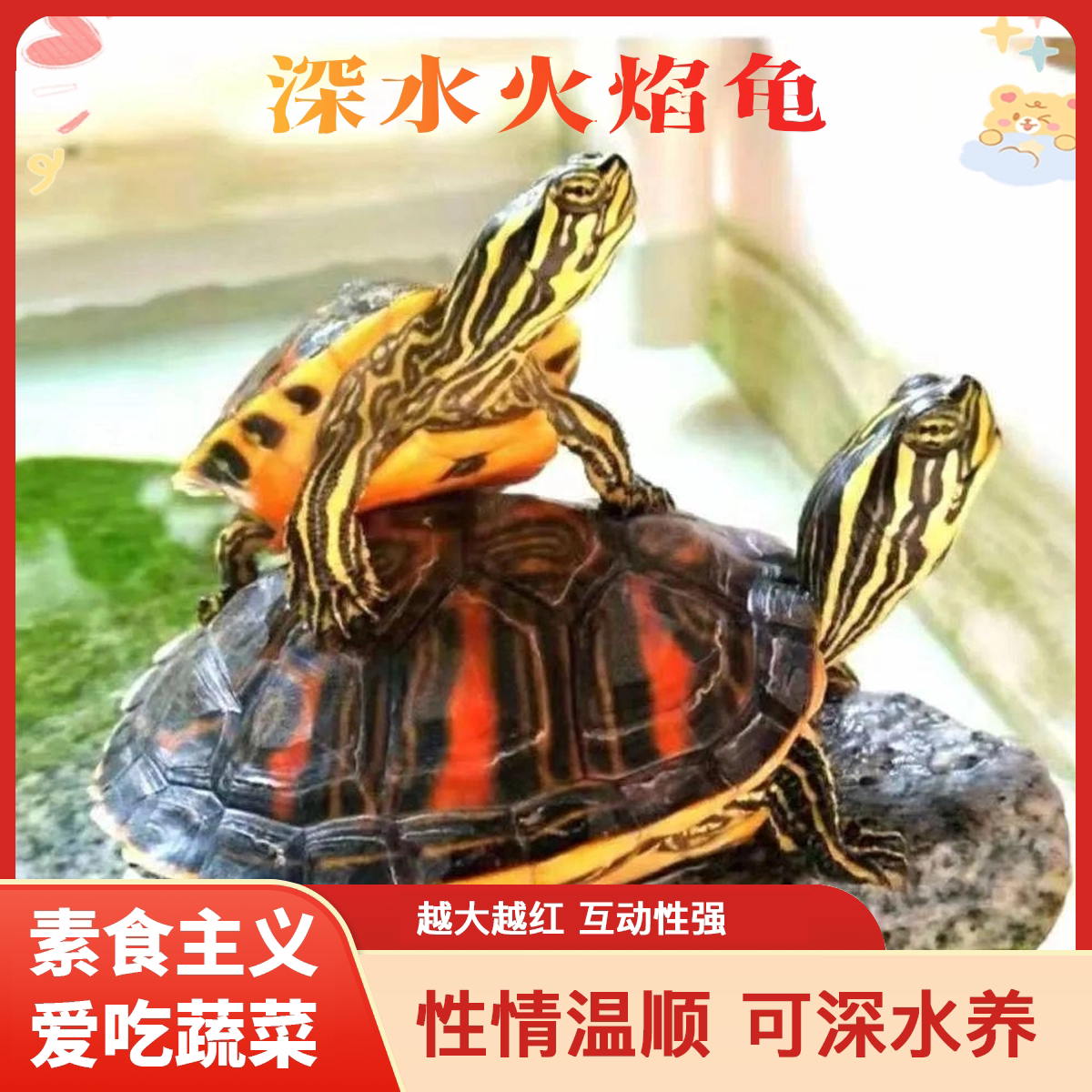 火焰龟深水乌龟吃菜龟纯种火焰龟龟/鳖