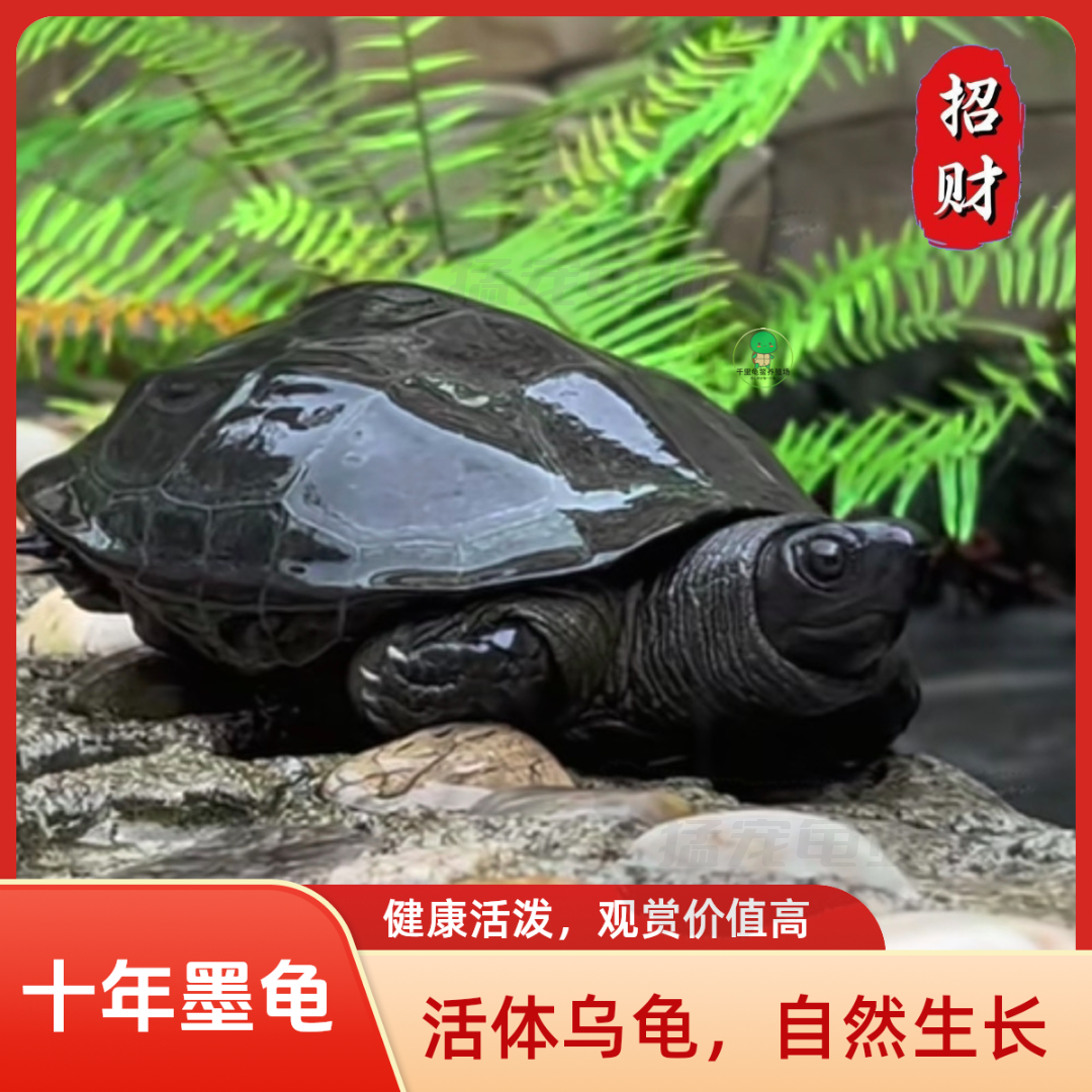 全黑墨龟纯种全黑精品墨龟墨龟墨龟苗顶墨龟养殖户墨龟中华草龟