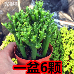 多肉植物光棍树 绿珊瑚 一盆6颗光棍树植物办公室桌面肉肉