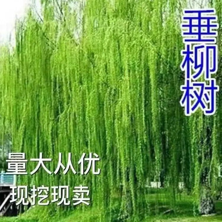 垂柳树苗黄金柳直柳青皮柳庭院道路占地河边风景绿化工程苗
