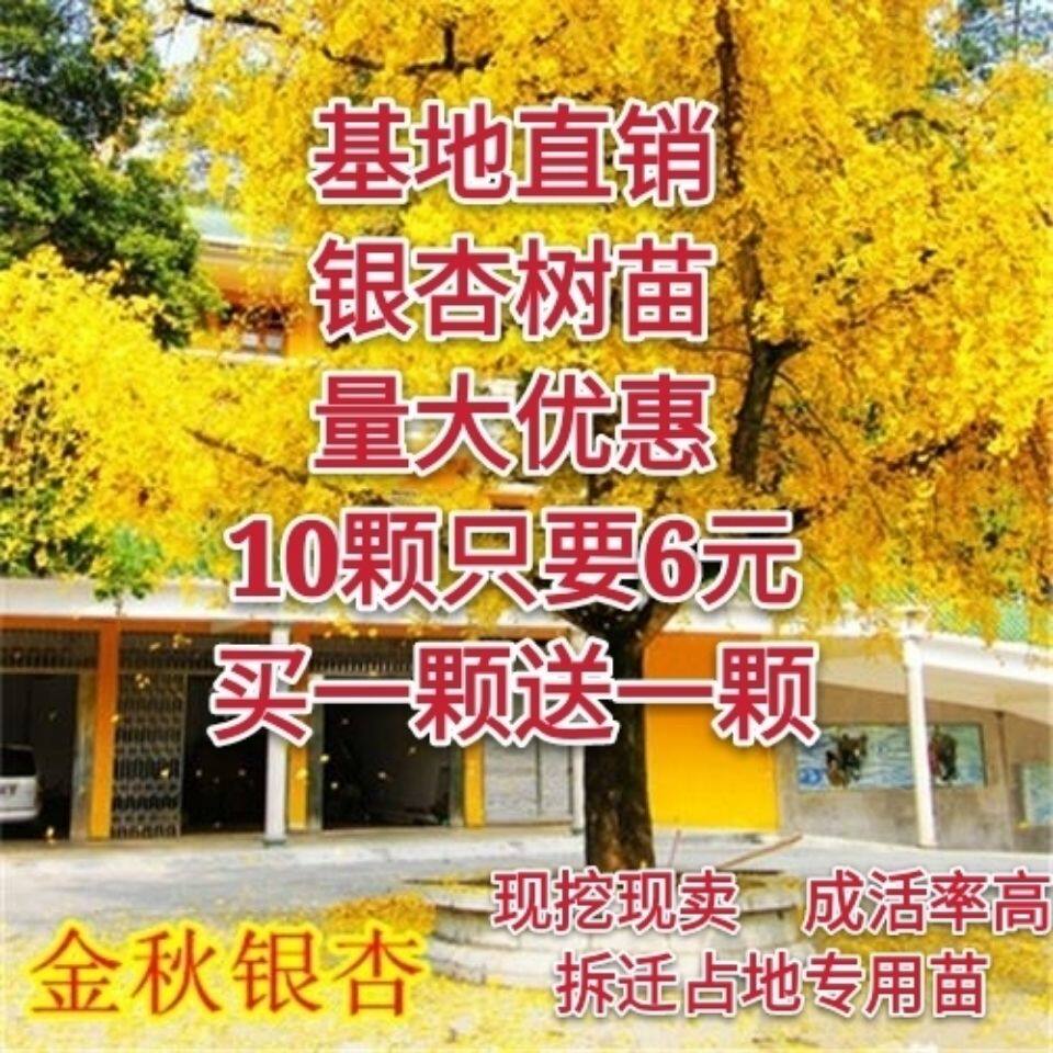 银杏树小苗大树庭院银杏树苗风景树景观树园林绿化植物行道南北方