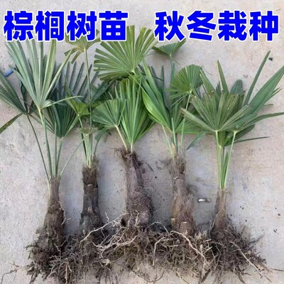 棕榈树苗棕树苗棕榈苗扇子树苗四季常青绿化苗木庭院植物盆栽花卉