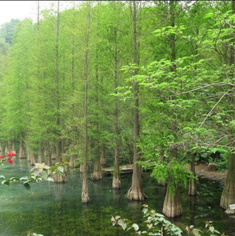 水杉树苗 水杉苗木 落羽杉红杉树苗室外柳杉 基地直销水杉苗