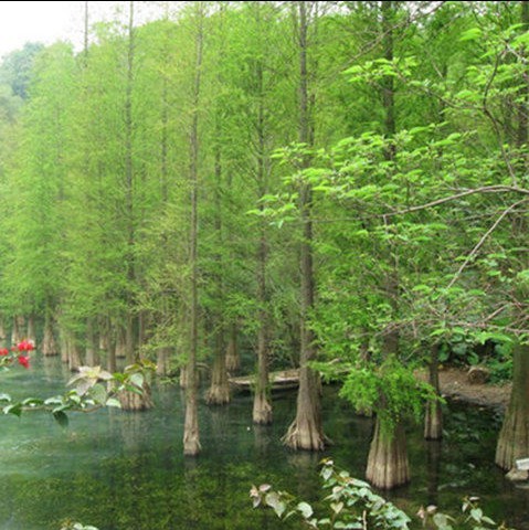 水杉树苗水杉苗木落羽杉红杉树苗室外柳杉基地直销水杉苗-封面