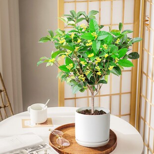 桂花树苗盆栽浓香型四季庭院地栽金桂矮桩室内花卉好养易活小盆景