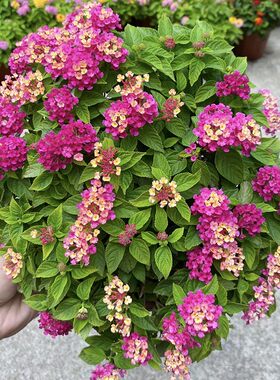 庭院驱蚊逐蝇植物盆栽五色梅 逐蝇花 耐热花期长全年开花驱蚊花卉