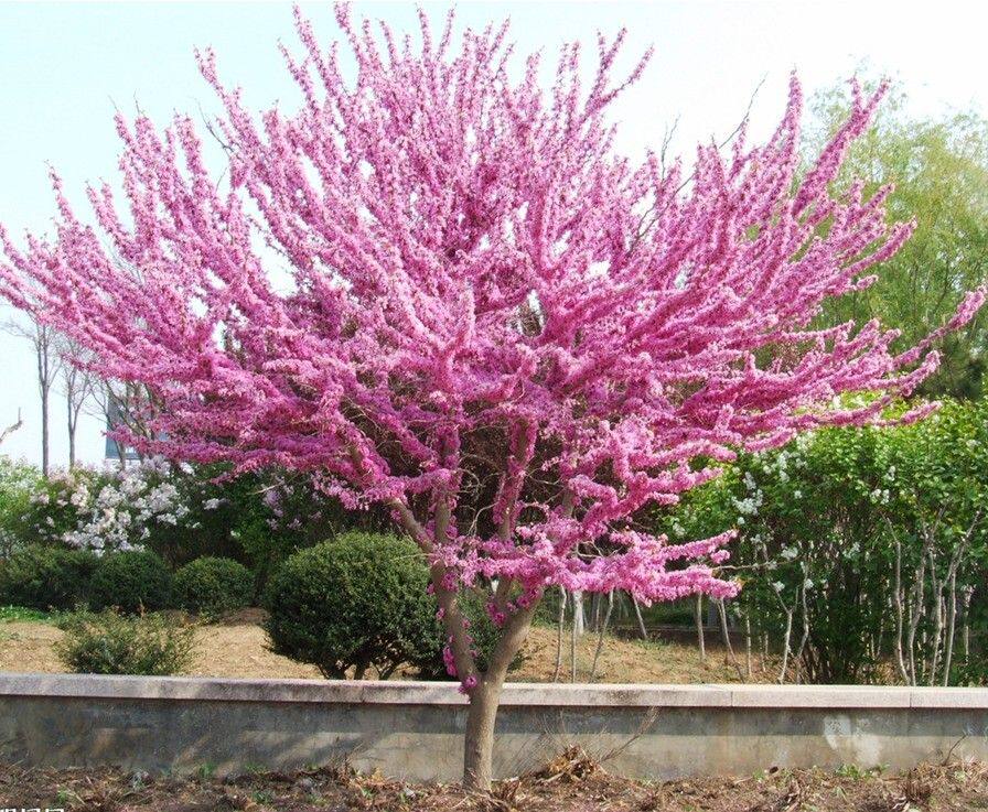 包邮紫荆花苗 紫荆树苗 满条红