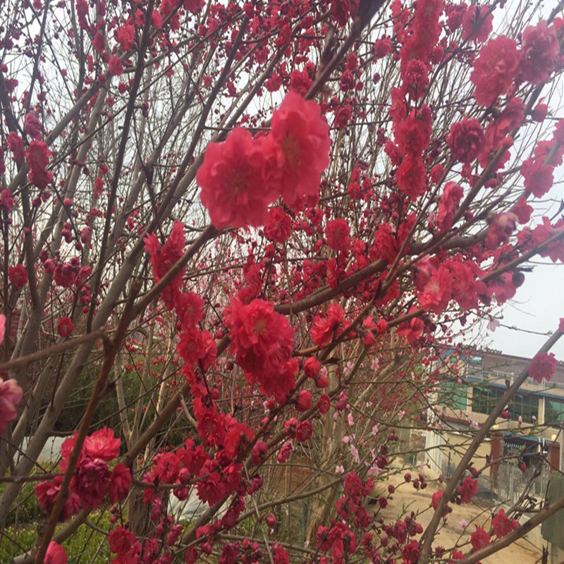 观赏桃花树苗紫叶碧桃苗绿化苗紫叶桃树苗红叶碧桃苗紫叶地栽四季