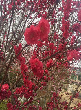 观赏桃花树苗紫叶碧桃苗绿化苗紫叶桃树苗红叶碧桃苗紫叶地栽四季