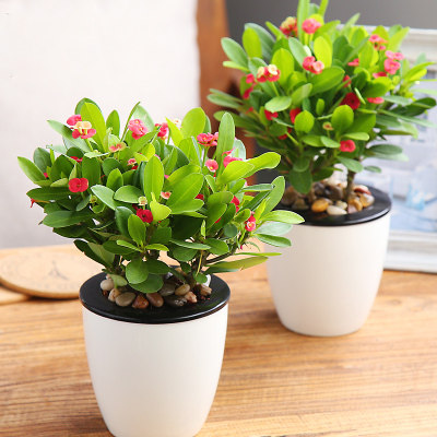 室内四季观花植物红掌沙漠玫瑰铁兰盆栽虎刺梅开花不断铁海棠花苗