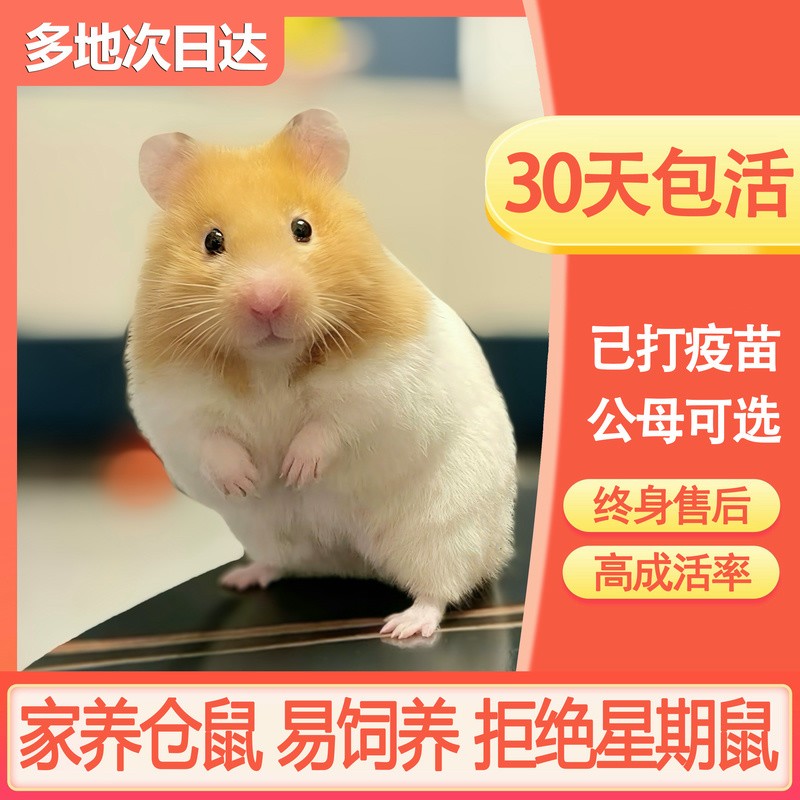 金丝熊仓鼠活物波利已打疫苗家养虎纹奶牛眼圈米熊黑白熊肉桂活体