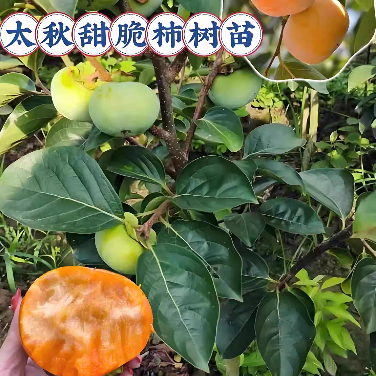 广州正宗新品种牛心柿子树苗特大无核柿子树嫁接苗果苗