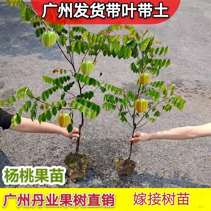 广州正宗嫁接良种特大台湾果树苗