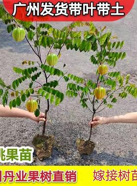 广州正宗嫁接特大杨桃树苗台湾甜杨桃苗红杨桃果树苗当年结果