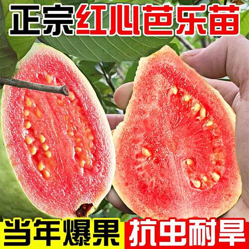 广州发货嫁接番石榴果树苗新品种红肉四季番石榴树苗当年结果