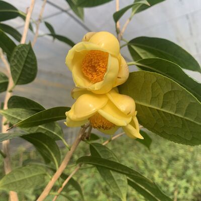 珍稀名贵带土带叶树苗