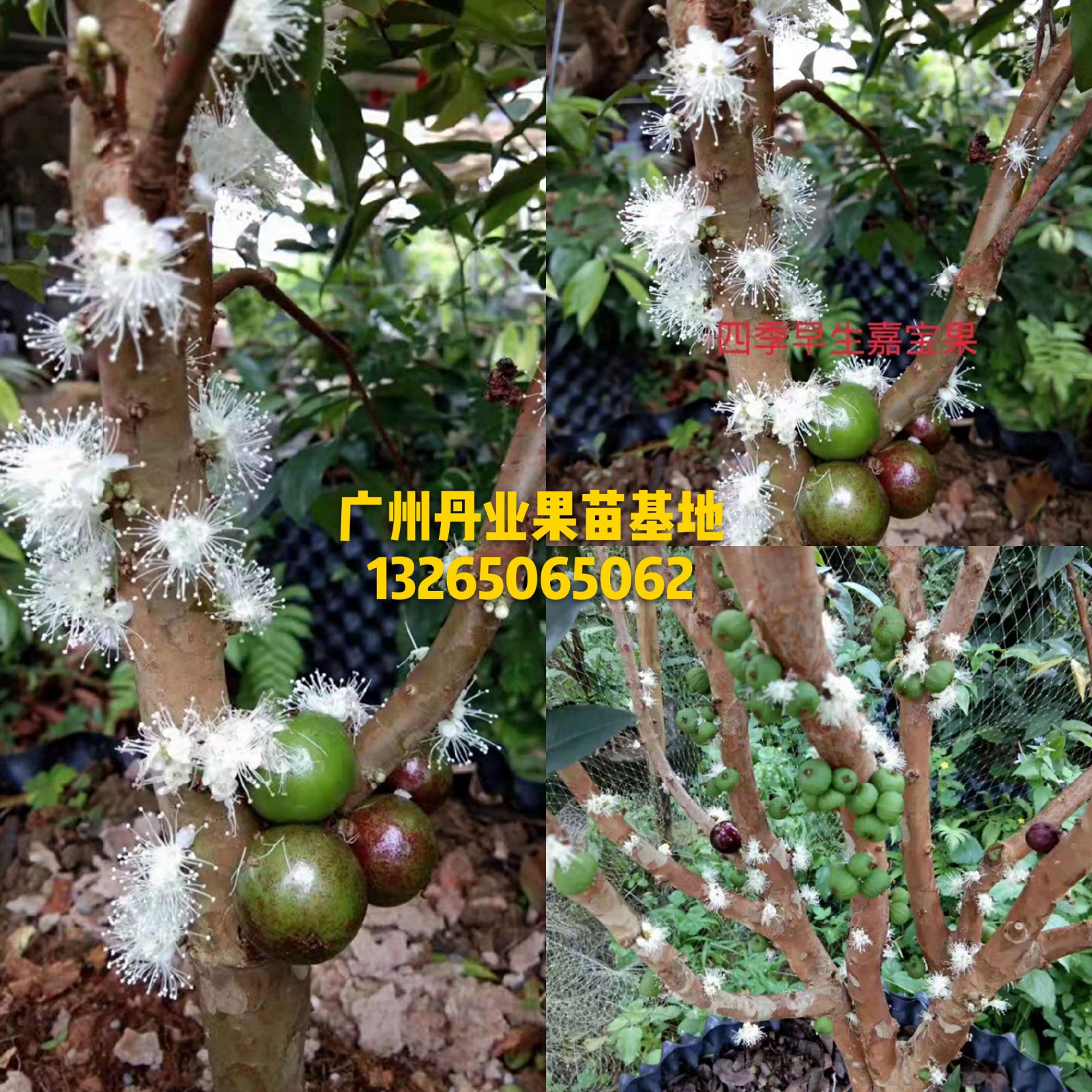 广州发货正宗四季早生红妃嘉宝果树苗树葡萄果树苗带土带叶发货