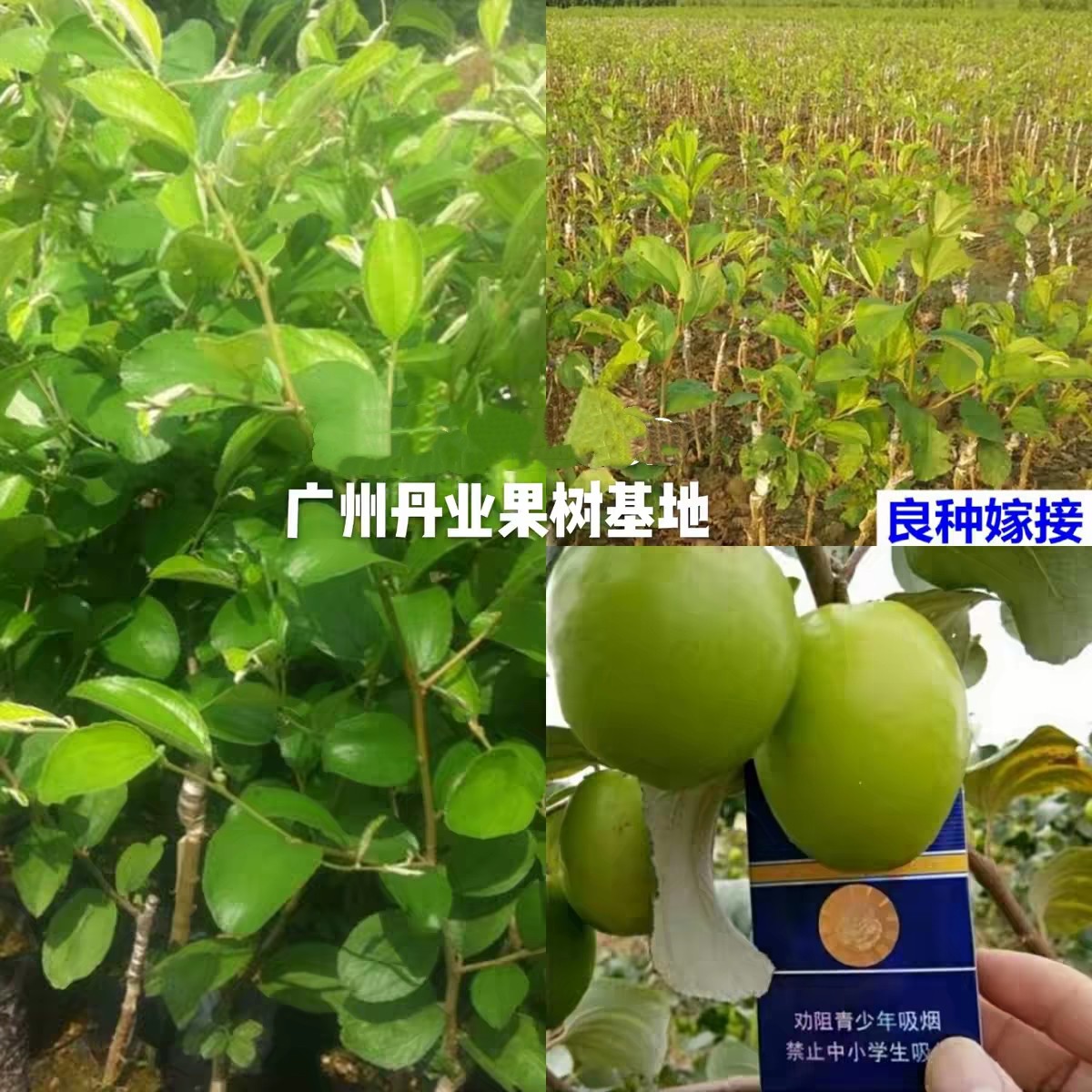 广州发货嫁接青枣果树苗台湾大果蜜丝枣树苗青枣果苗当年结果