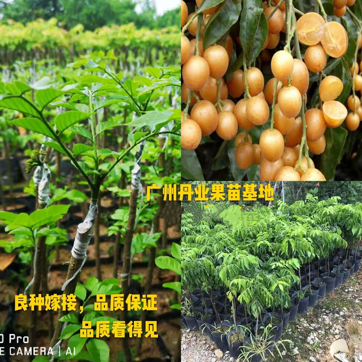 广州发货正宗盆栽嫁接大鸡心黄皮无核黄皮水果树苗当年结果