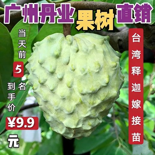 广州发货嫁接台湾凤梨释迦果苗佛陀果苗林檎苗番荔枝果树苗