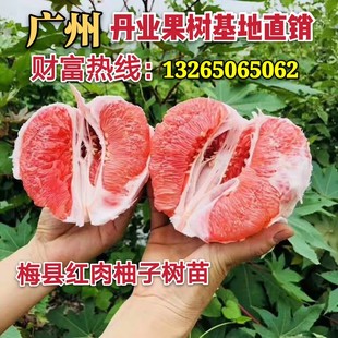 广州发货正宗嫁接四季沙田柚树苗梅县红心柚树苗当年结果