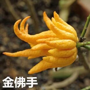 广州发货正宗佛手果树苗盆栽庭院种植金佛手苗千佛手苗青佛手苗