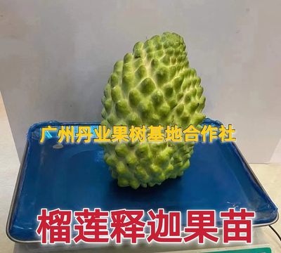 嫁接名贵榴莲果树苗新品种