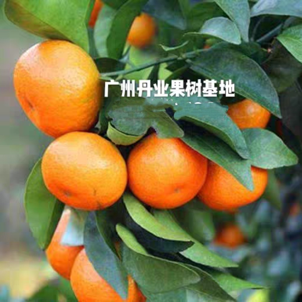 （树苗）广州发货正宗四会沙糖桔果树种子/种苗